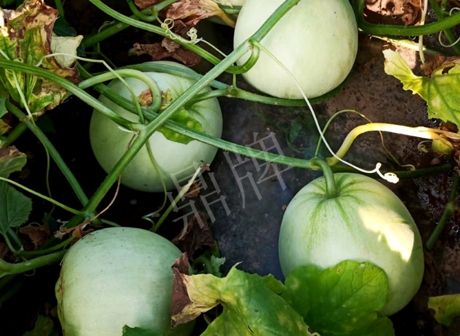 蔬菜種子種植戶客戶點評-種植這個品種，謹(jǐn)防小偷?。?！